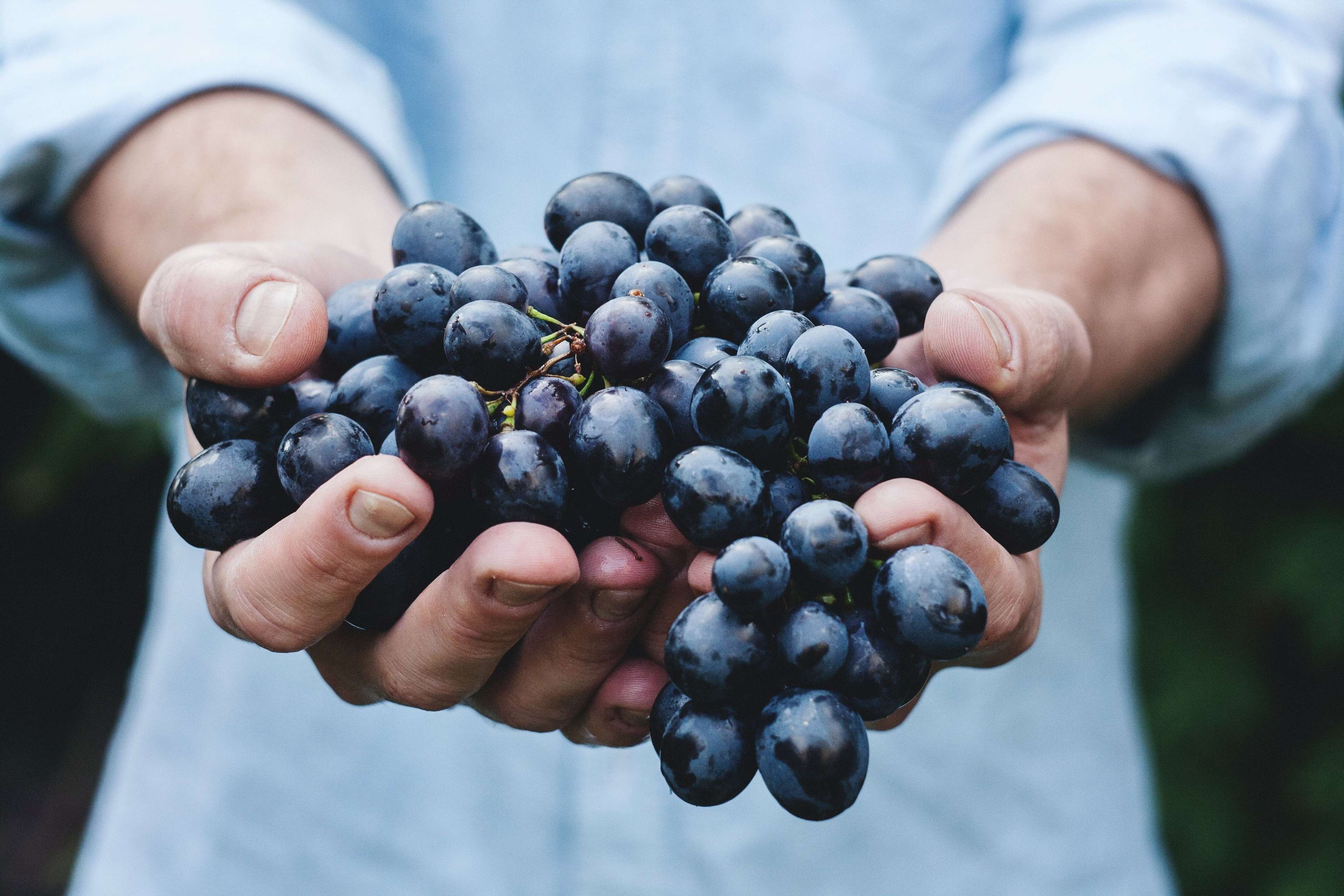 Grappe de raisins